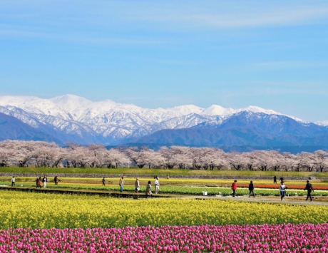 朝日町春之四重奏
