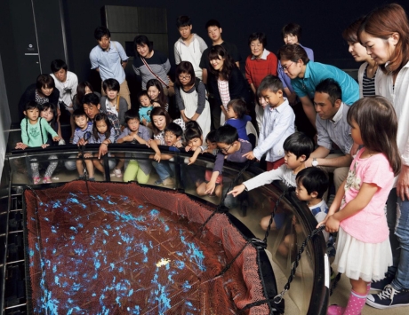 閃閃發亮螢烏賊