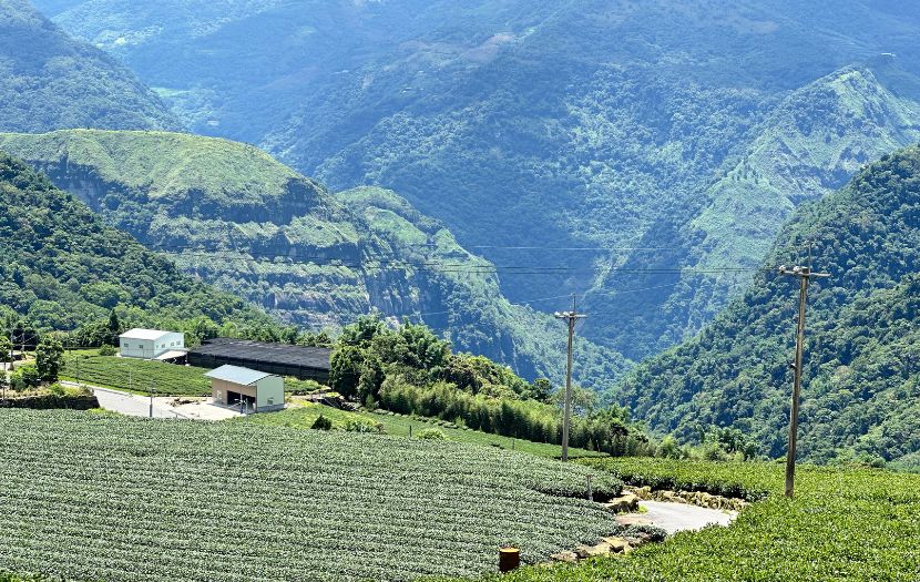 嘉義茶園之旅