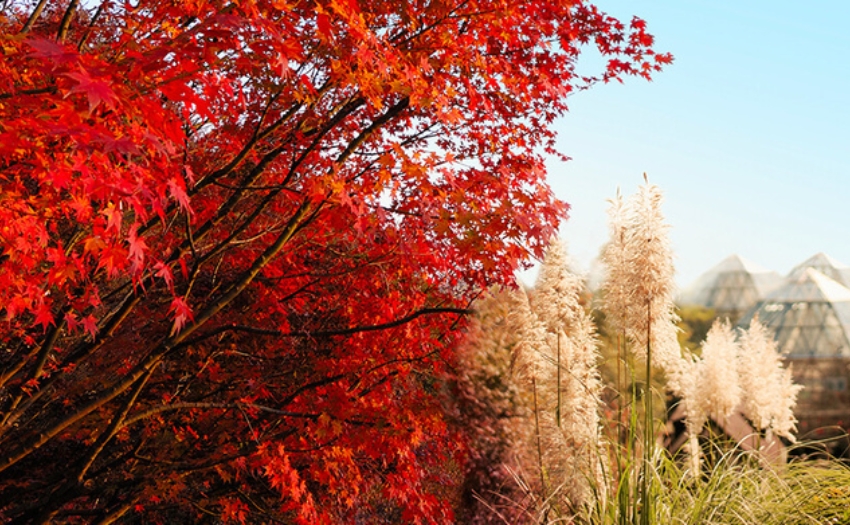 楓紅京阪神五日遊